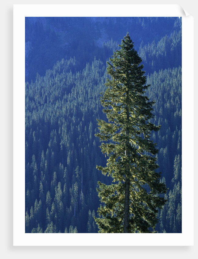 Douglas Fir in Mount Rainier National Park by Anonymous