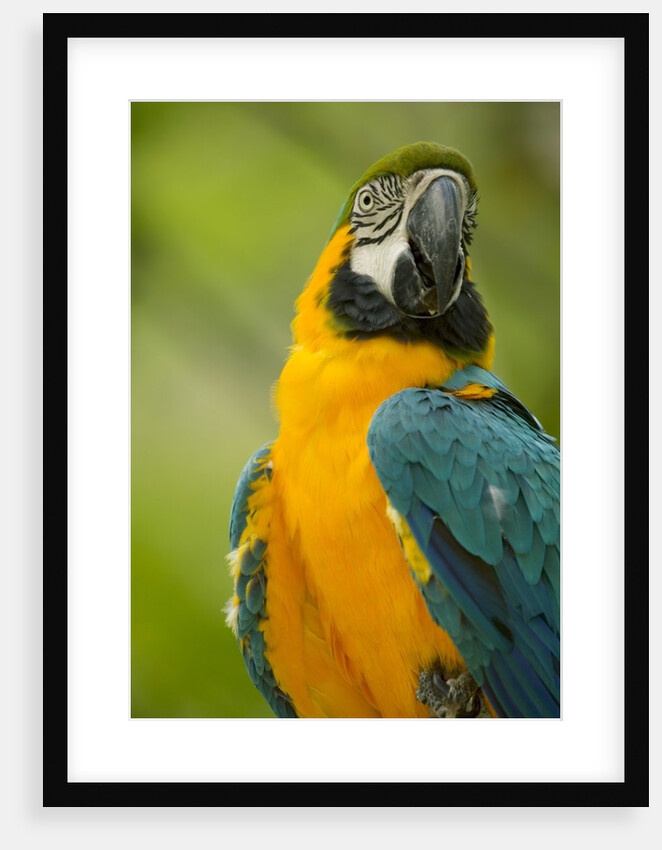 Blue and Gold Macaw by Anonymous