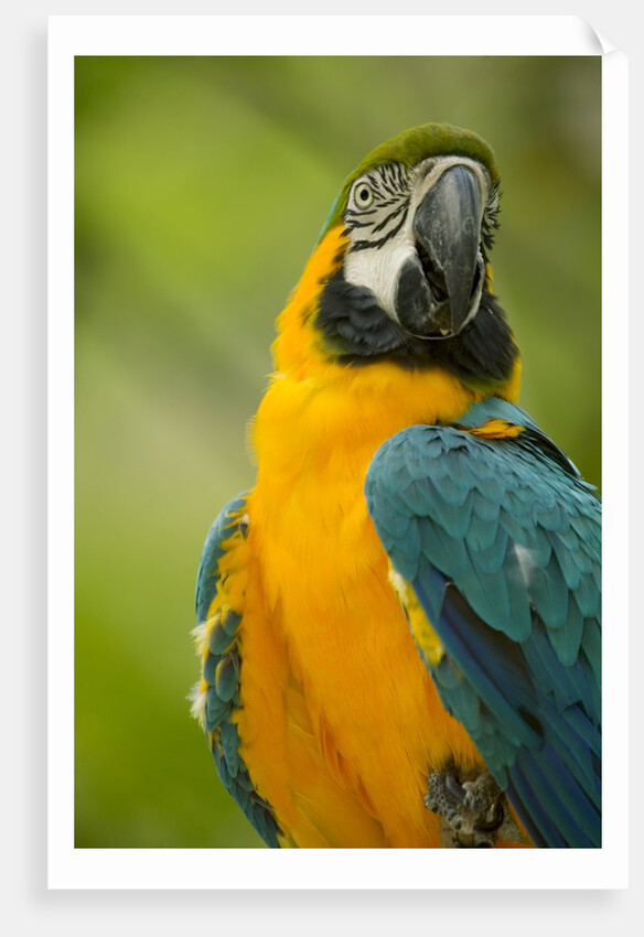 Blue and Gold Macaw by Anonymous