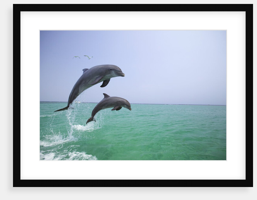 Bottlenosed Dolphins Breaching by Anonymous