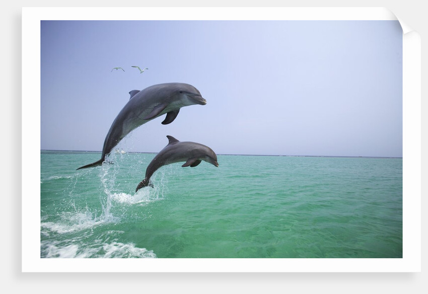 Bottlenosed Dolphins Breaching by Anonymous
