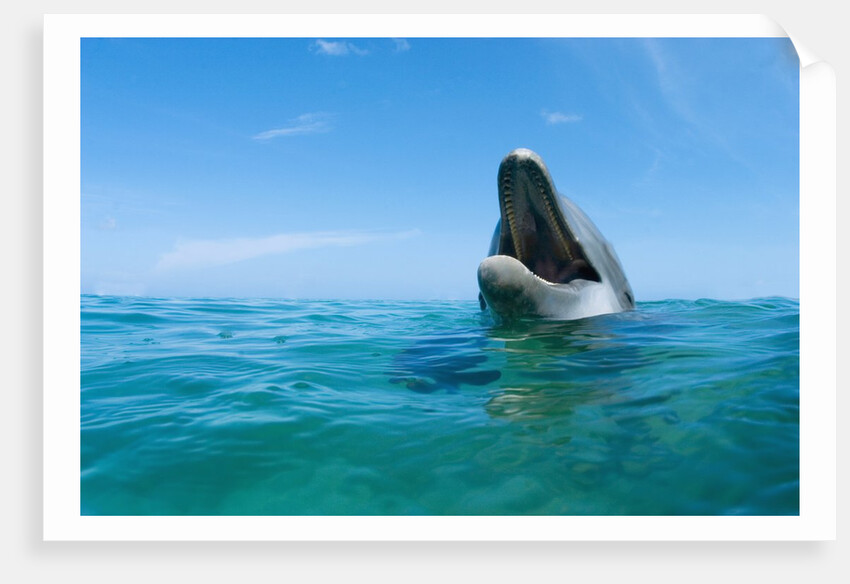 Bottlenosed Dolphin by Anonymous