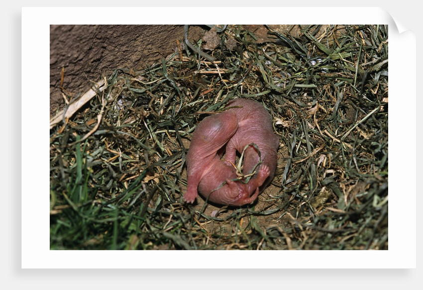 One Week Old Black-Tailed Prairie Dogs by Anonymous