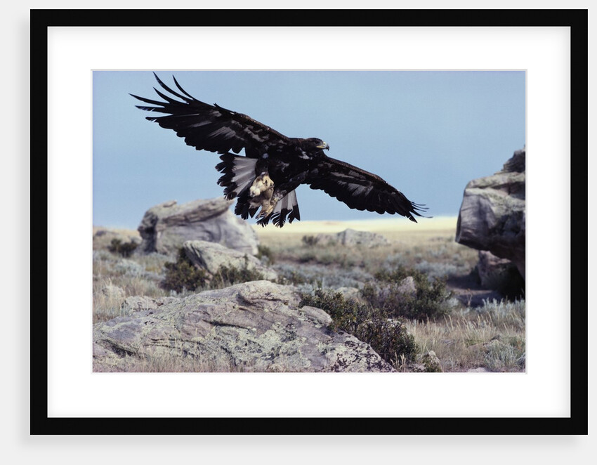 Golden Eagle with Prairie Dog by Anonymous