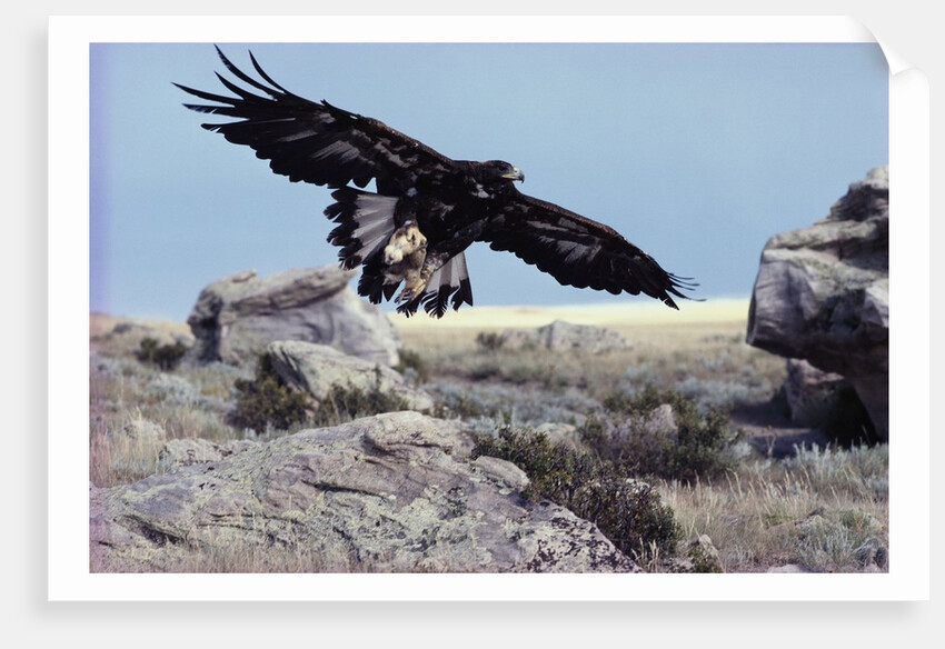 Golden Eagle with Prairie Dog by Anonymous