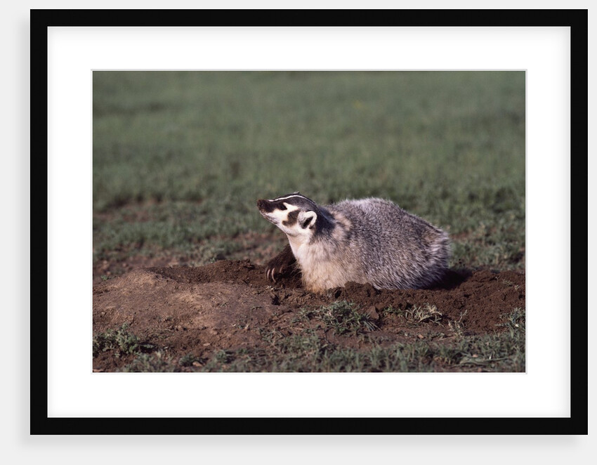 Badger Digging in Prairie Dog Hole by Anonymous