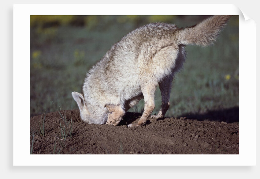 Coyote Digging in Prairie Dog Hole by Anonymous