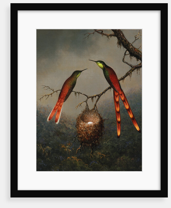 Two Hummingbirds Guarding an Egg Nest by Martin Johnson Heade