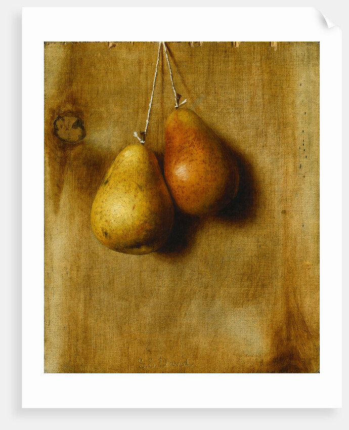 Hanging Pears by Stanley S. David