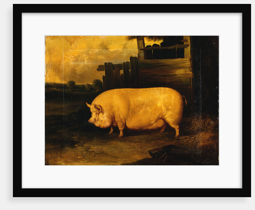 A Prize Sow in a Sty by John Dalby of York