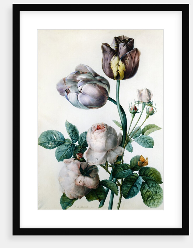 A Cabbage Rose, Two Tulips, a Small Tortoiseshell Butterfly and a Yellow Meadow Ant by Pierre-Joseph Redoute