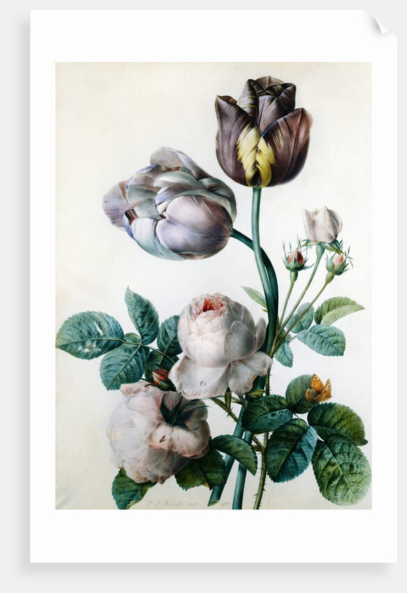 A Cabbage Rose, Two Tulips, a Small Tortoiseshell Butterfly and a Yellow Meadow Ant by Pierre-Joseph Redoute