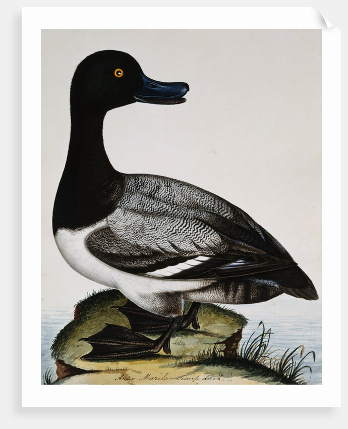 Scaup Duck by Reverend Christopher Atkinson