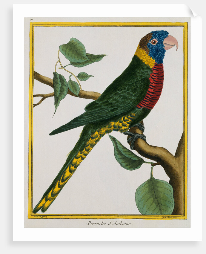 Parrot Illustration from Histoire Naturelle des Oiseaux by George Louis le Clerc Buffon