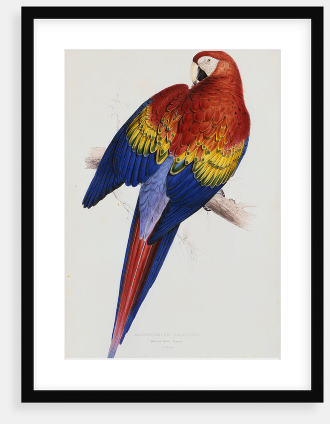 Illustration of the Family of Psittacidae or Parrots by Edward Lear