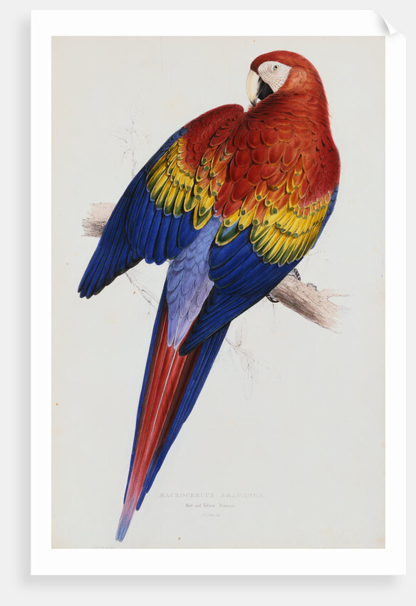 Illustration of the Family of Psittacidae or Parrots by Edward Lear