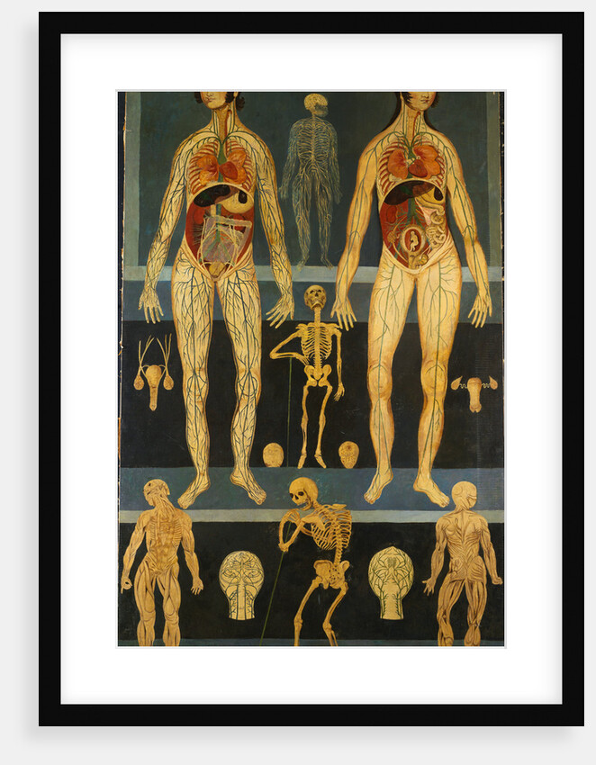 19th-Century Persian Anatomical Study by Anonymous