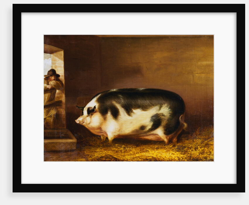 A Prize Pig in a Sty by Thomas Weaver