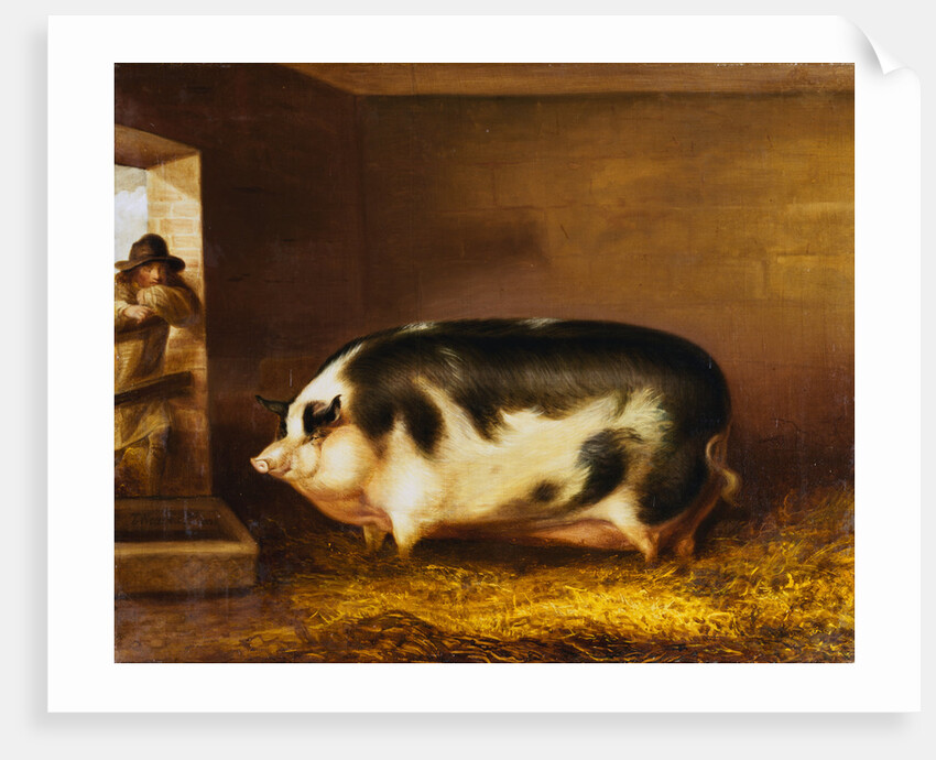 A Prize Pig in a Sty by Thomas Weaver