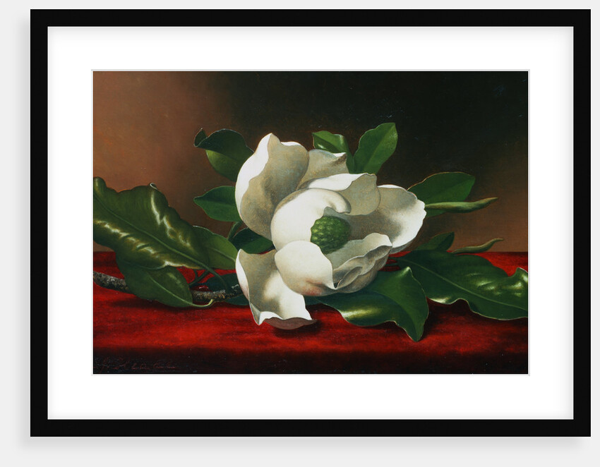 Magnolia by Martin Johnson Heade