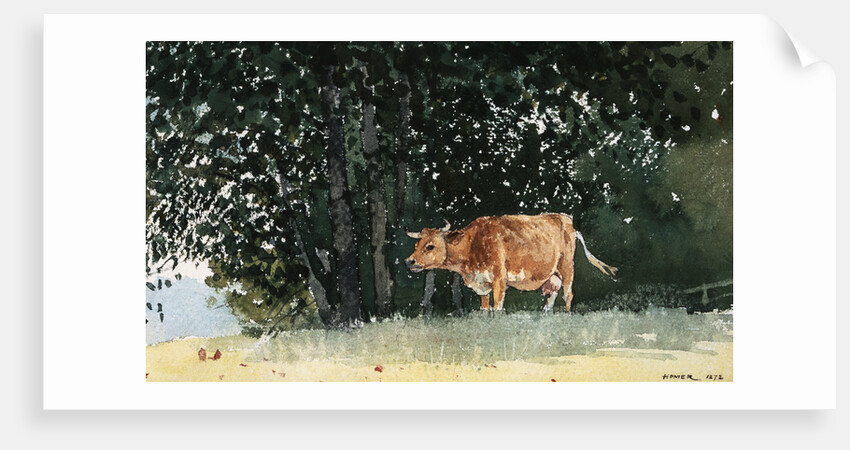 Cow in Pasture by Winslow Homer