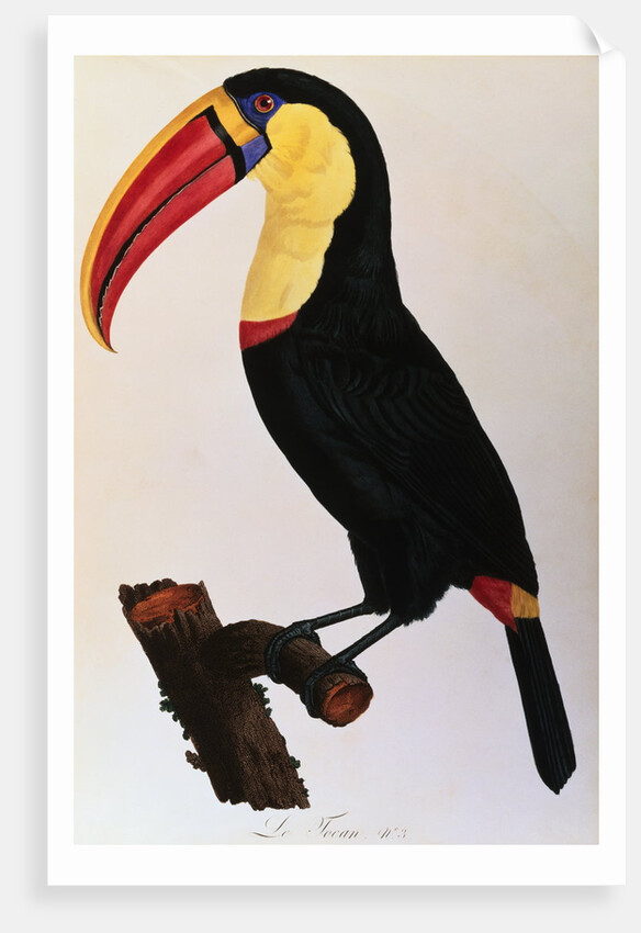 Histoire Naturelle Des Oiseaux De Paradis Et Des Rolliers Suivie De Celles Des Toucans Et Des Barbus by Anonymous