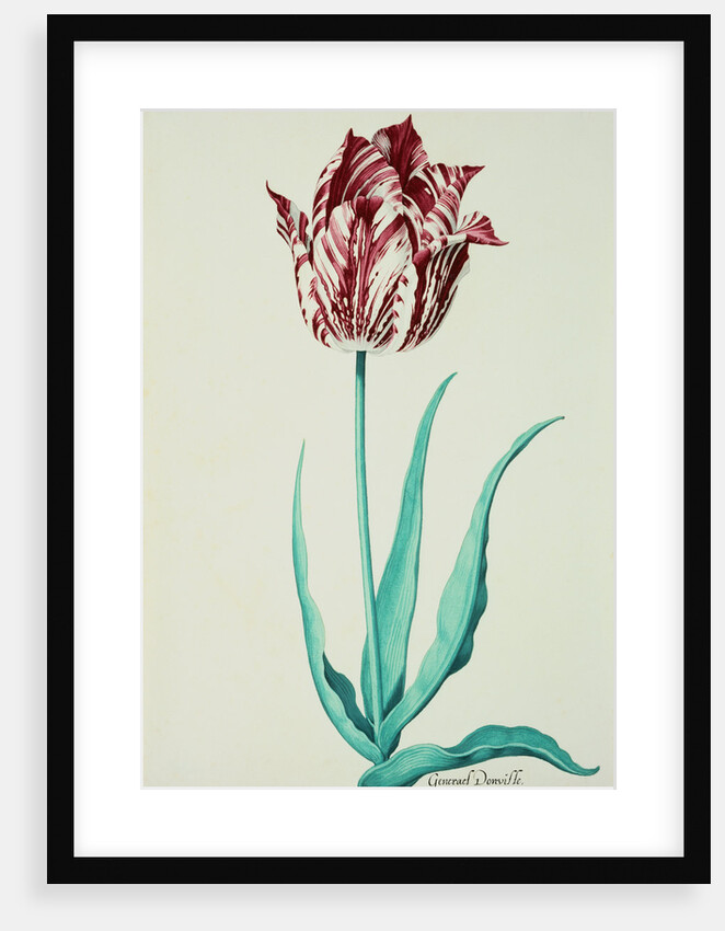 Tulips by Pieter Holsteijn II