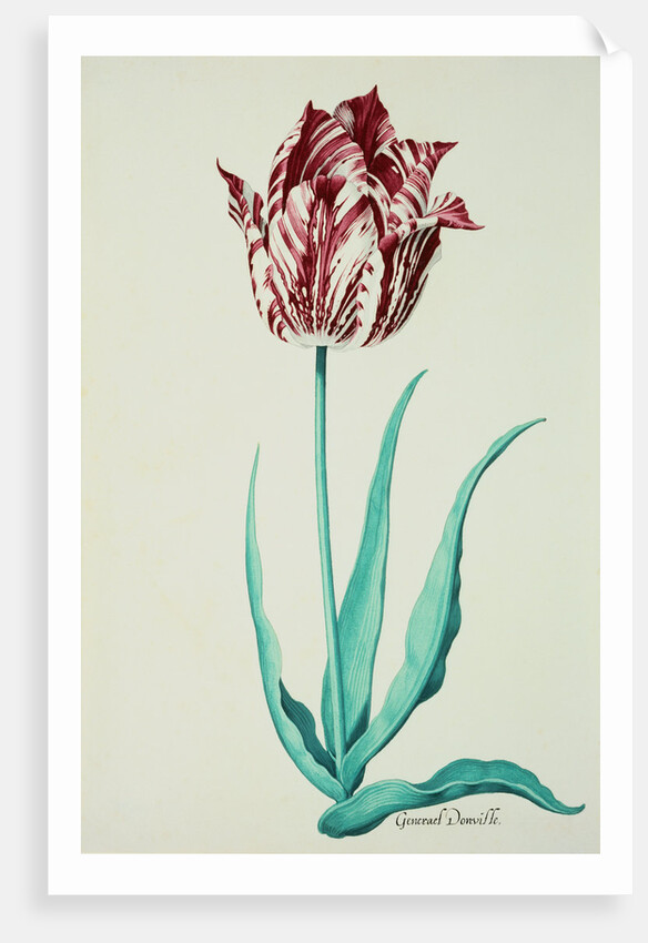 Tulips by Pieter Holsteijn II