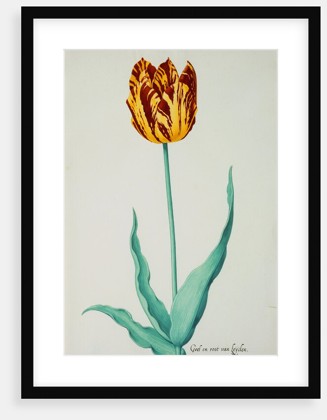 Tulips by Pieter Holsteijn II
