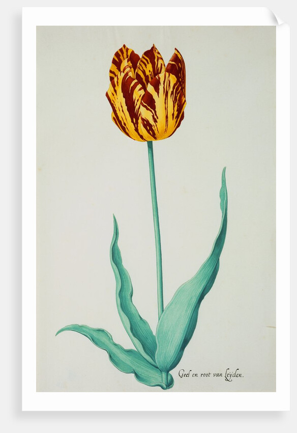 Tulips by Pieter Holsteijn II