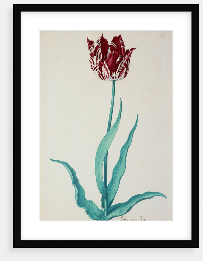 Tulips by Pieter Holsteijn II