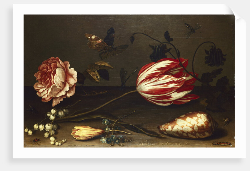 Flowers, Insects, and a Shell by Balthasar van der Ast