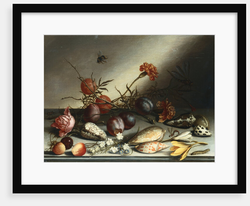 Shells, Plums, Berries, Flowers and Insects by Balthasar van der Ast