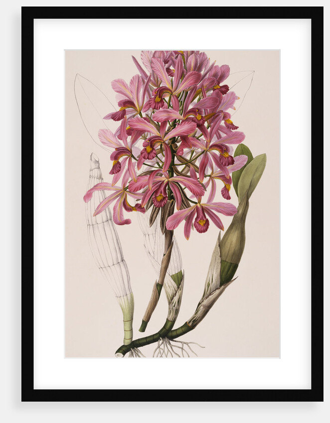 Lithograph of Orchids: Laelia Superbiens by James Bateman