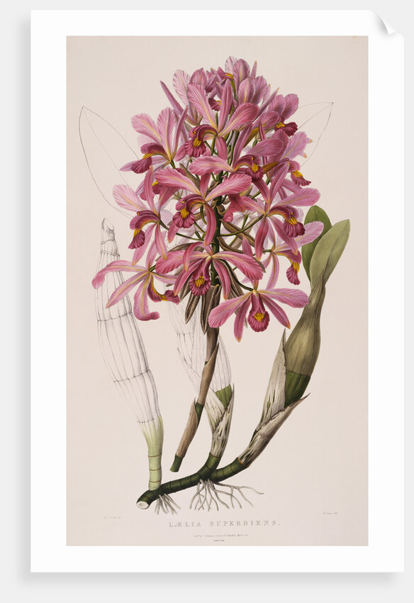 Lithograph of Orchids: Laelia Superbiens by James Bateman