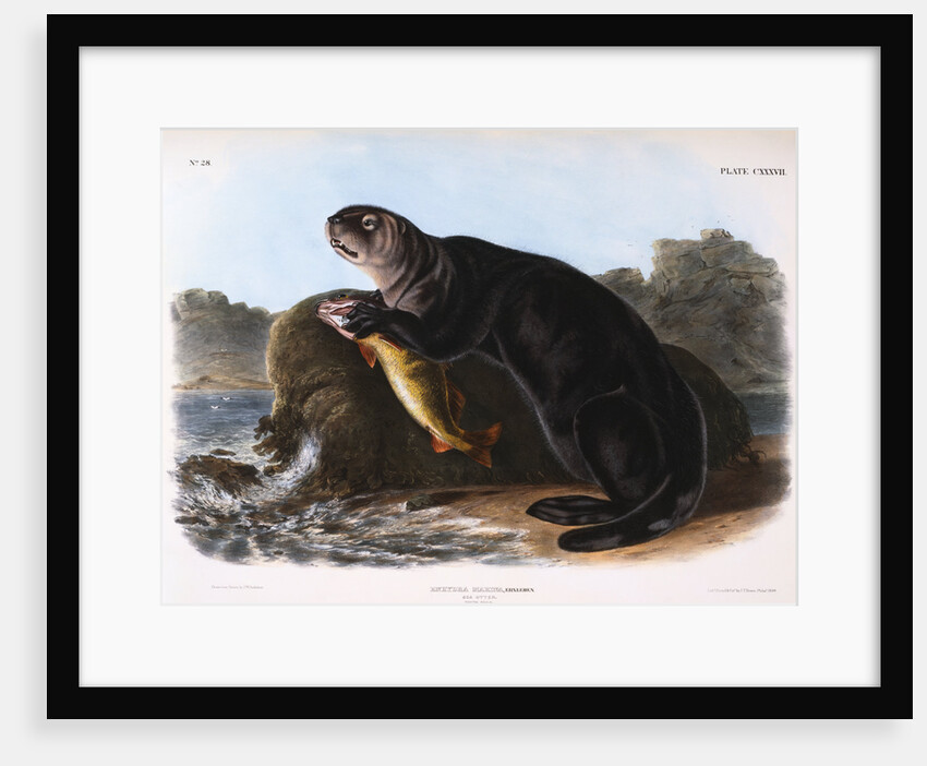 The Sea Otter by John James Audubon