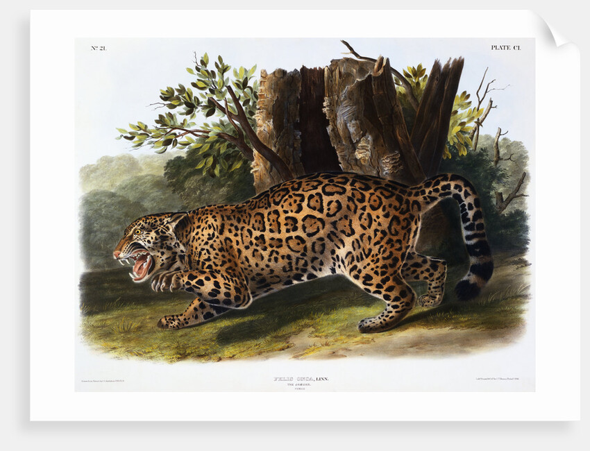 The Jaguar by John James Audubon