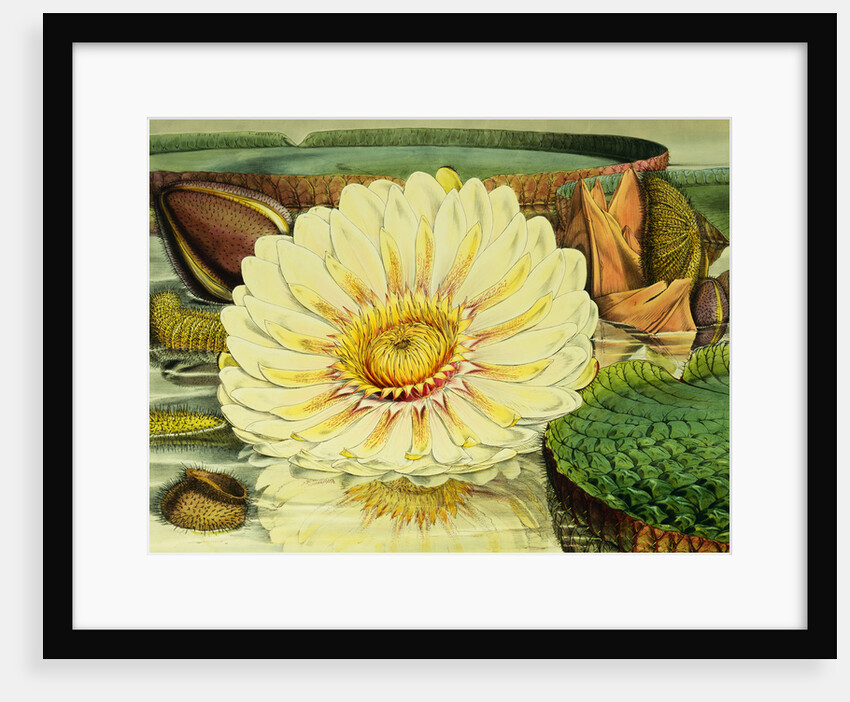 Illustration of the Royal Water-Lily Victoria Regia by Anonymous