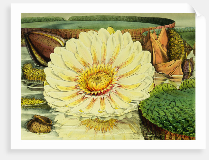 Illustration of the Royal Water-Lily Victoria Regia by Anonymous