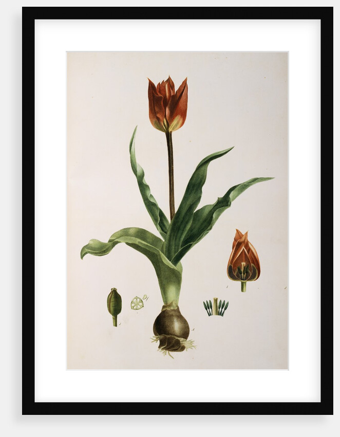 Flora Napolitana by Michele Tenore