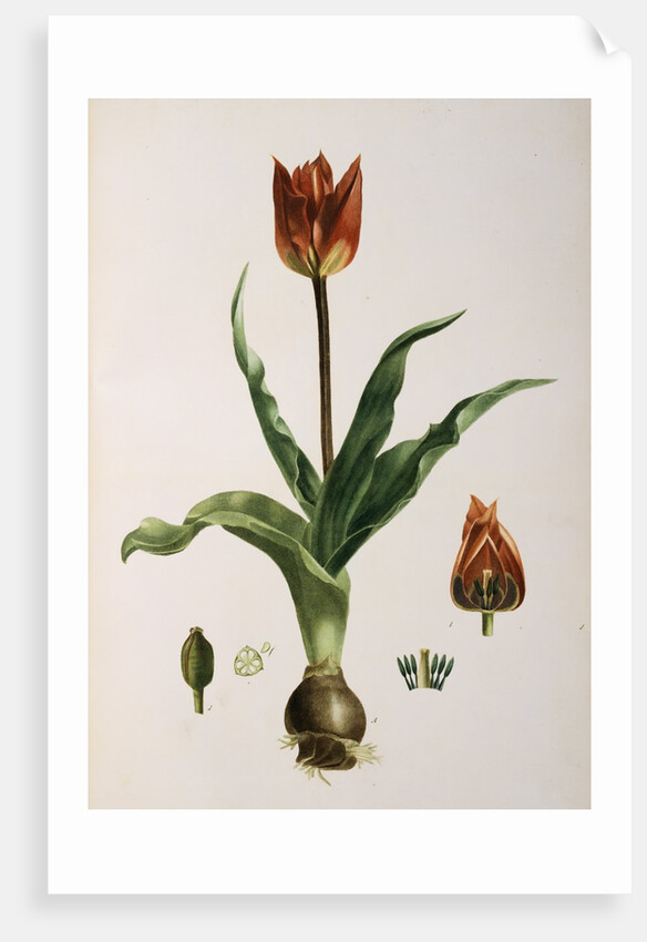 Flora Napolitana by Michele Tenore
