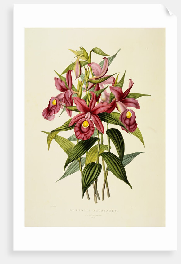 Sobralia Macrantha by James Bateman