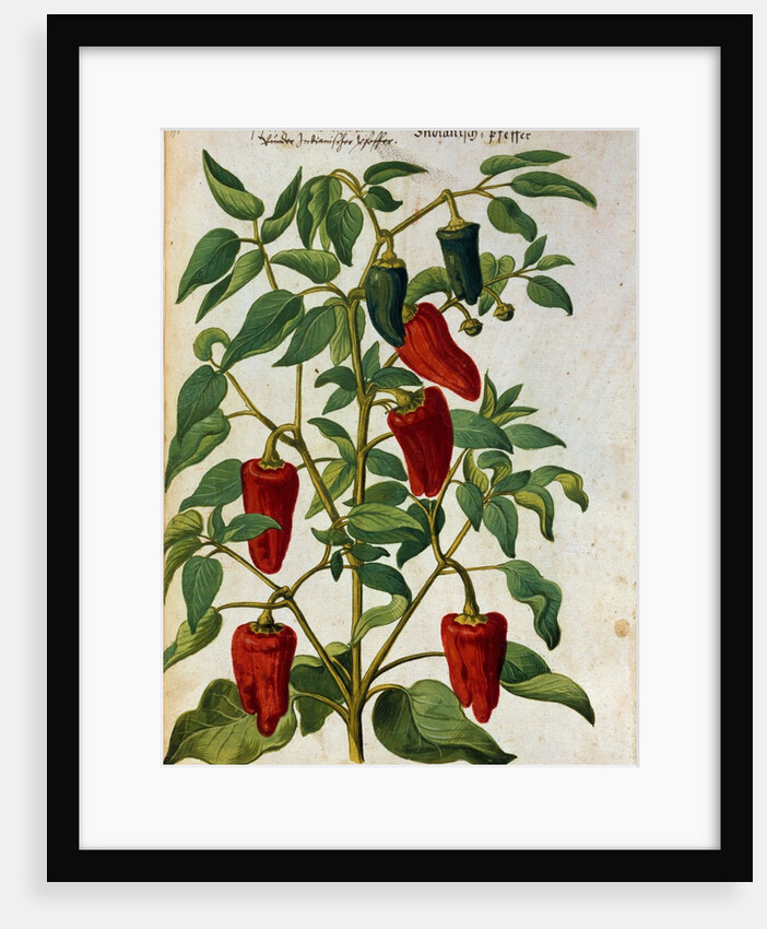 Watercolor of Indian Pepper by Joachim Camerarius the Younger