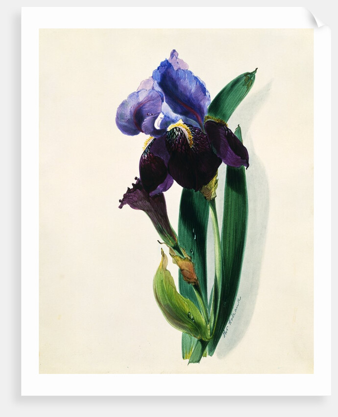 Flag Iris by Thomas Holland