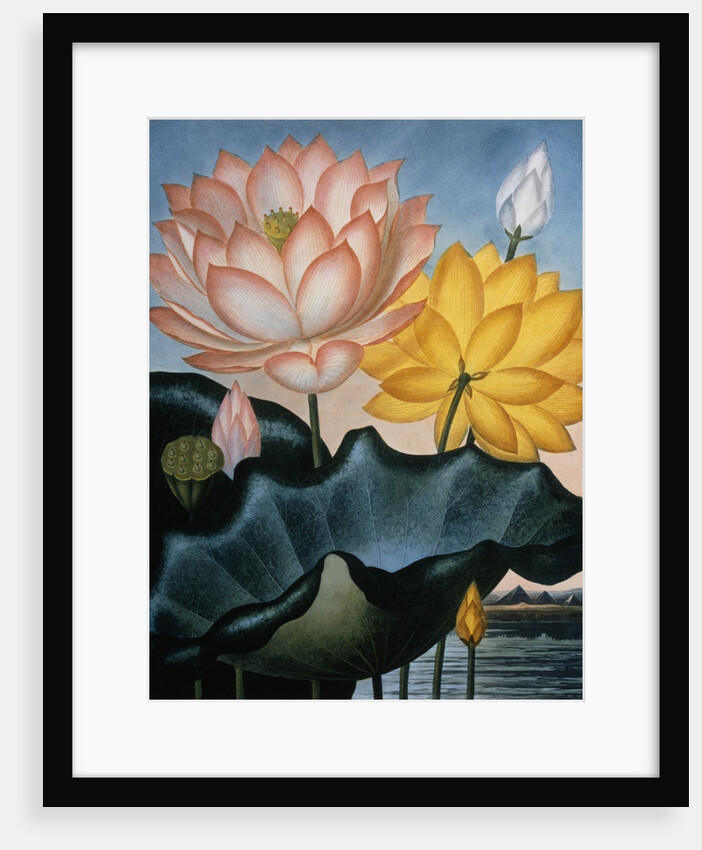 The Sacred Egyptian Beane by Robert John Thornton