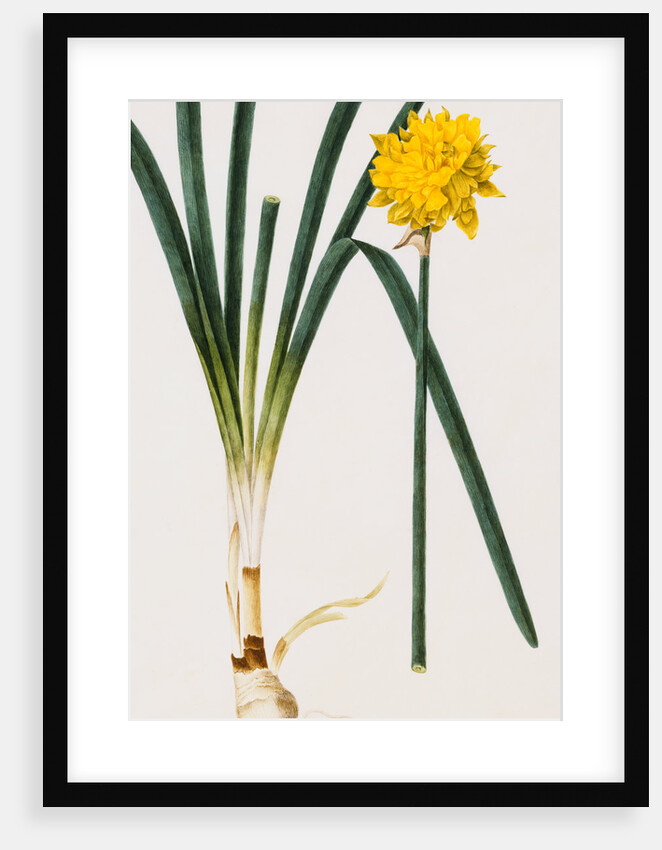 A Narcissus and Bulb by Baldassare Cattrani