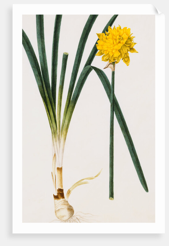 A Narcissus and Bulb by Baldassare Cattrani