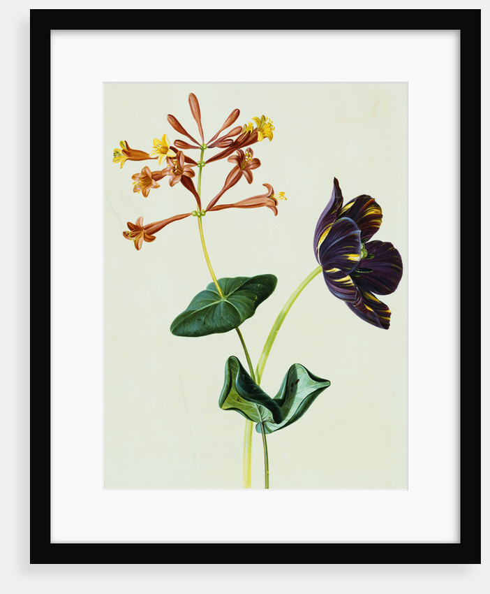 Nasturtiums and Mint German School, Circa 1800 by Anonymous