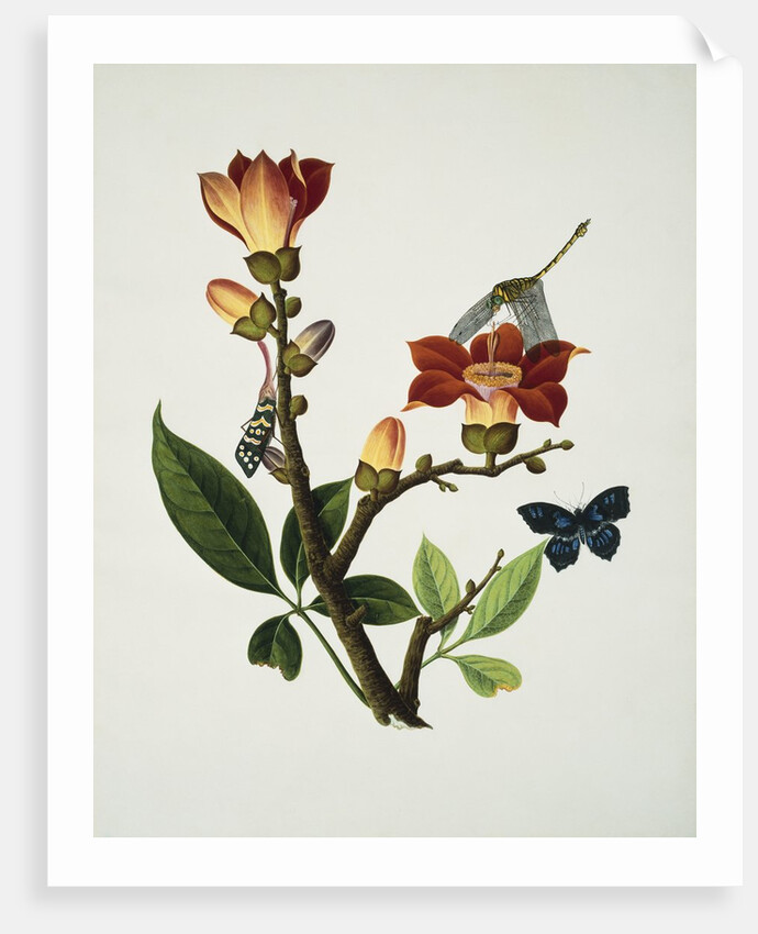 A Coral Tree with a Butterfly, Dragonfly and Grasshopper Cantonese School, Circa 1805 by Anonymous