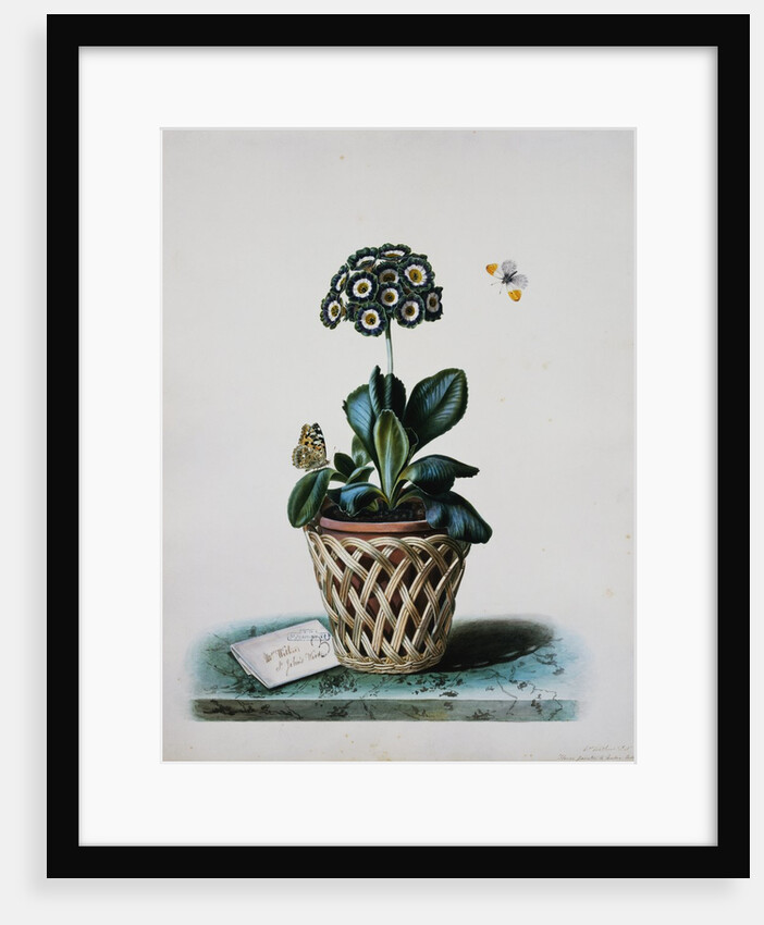 An Auricula in a Pot by Mrs. Augusta Innes Withers